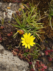 Senecio nanus