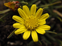Senecio nanus