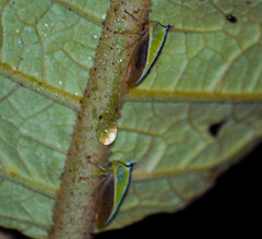Alchisme tridentata