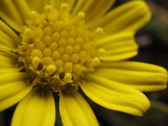 Senecio nanus