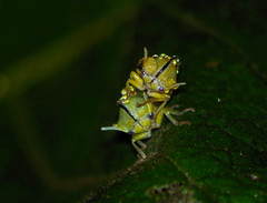 Alchisme tridentata