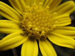 Senecio nanus