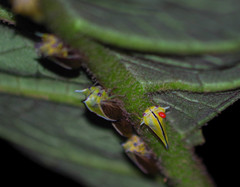 Alchisme tridentata