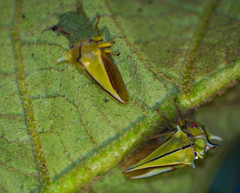 Alchisme tridentata