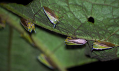 Alchisme tridentata