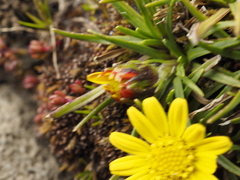 Senecio nanus