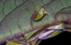 Alchisme tridentata