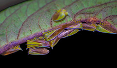 Alchisme tridentata
