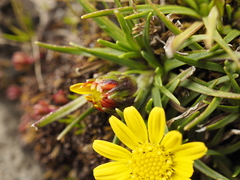 Senecio nanus