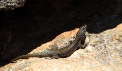 Australolacerta australis