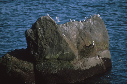 Galebi (Laridae)