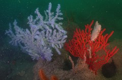 Anthogorgia divaricata