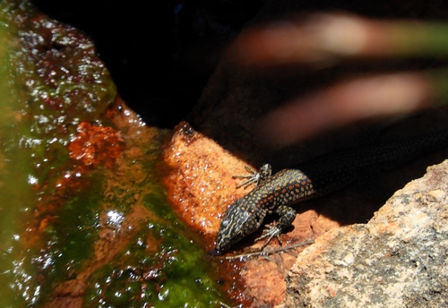 Southern Rock Lizard, Australolacerta australis