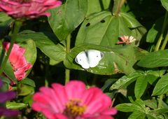 Pieris rapae
