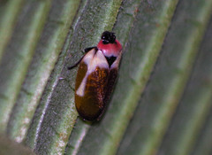 Sphenorhina quadrifera