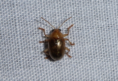 Rhyparida modesta