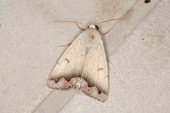 Ophiusa dianaris
