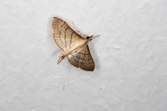 Marasmia trapezalis
