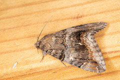 Achaea catella