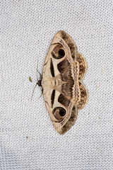 Cometaster pyrula