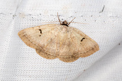 Hypopyra carneotincta