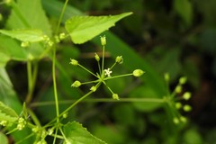 Taenidia