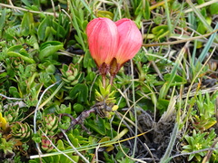 Gentianella rupicola
