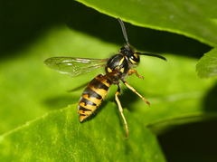 Vespula germanica