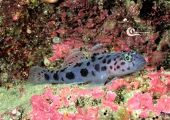 Thorogobius ephippiatus