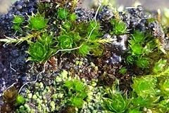Bryum radiculosum