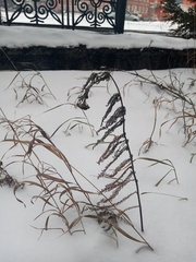 Achillea millefolium