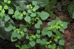Euphorbia ocymoidea