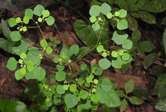 Euphorbia ocymoidea