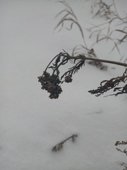 Achillea millefolium