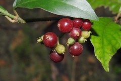 Psychotria horizontalis