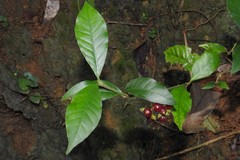 Psychotria horizontalis