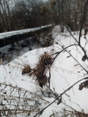 Arctium tomentosum