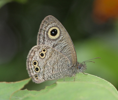 Ypthima baldus madrasa