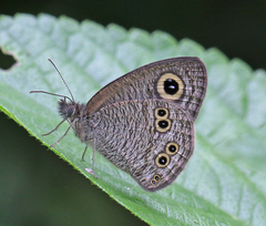 Ypthima baldus madrasa