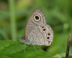 Ypthima baldus madrasa