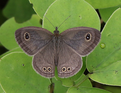 Ypthima baldus madrasa