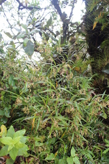 Epidendrum lignosum
