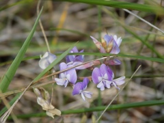 Astragalus silvisteppaceus