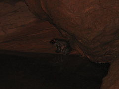 Leptodactylus labyrinthicus