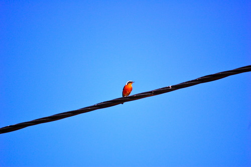 Rougequeue de Moussier