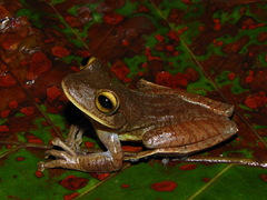 Bokermannohyla vulcaniae