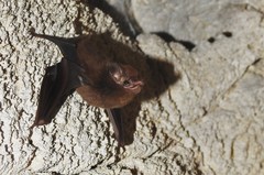 Peropteryx