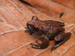 Bokermannohyla martinsi