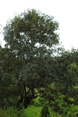 Quercus elliptica