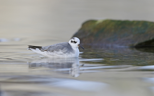 Red Phalarope